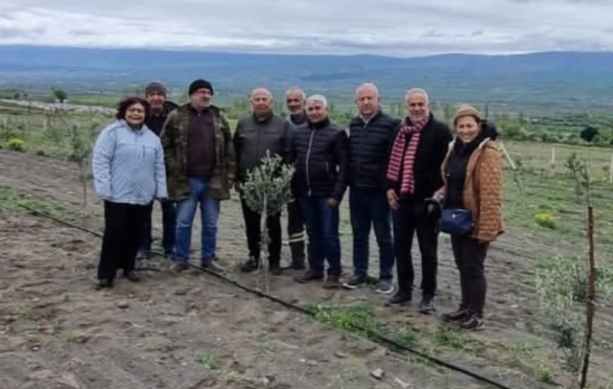 Amasya’da Bir İlk: Kayıtlı Zeytin Bahçesi Uluköy’de Hayata Geçti