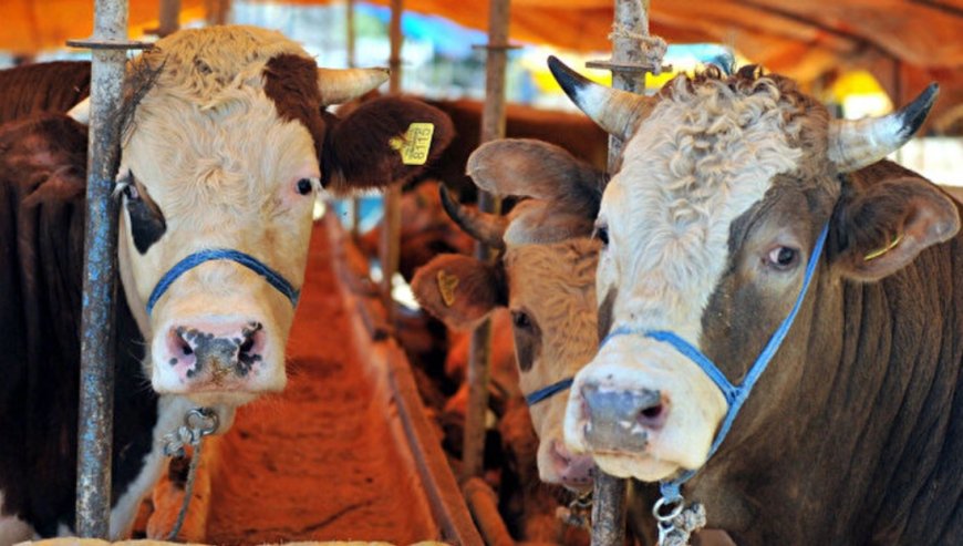 Kurbanlık Hisse Fiyatları Belli Oldu: Tüketici ve Üretici İçin Tavsiye Edilen Rakamlar Açıklandı