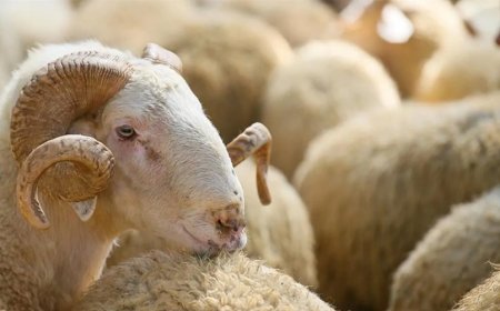 What Does It Mean to Dream of Sacrificing an Animal? An In-Depth Interpretation