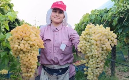 What Does It Mean to See Grapes in a Dream? Detailed Interpretations from Ancient Sources