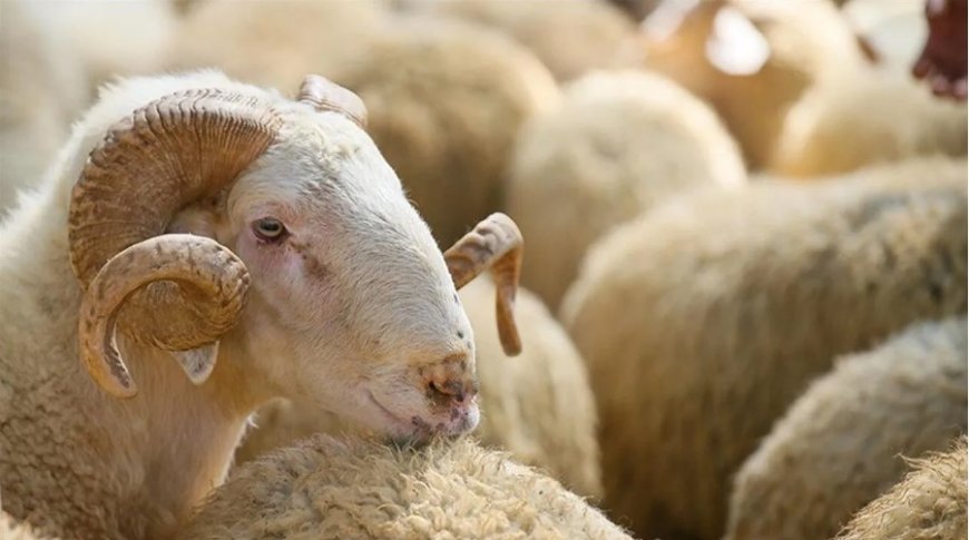 What Does It Mean to Dream of Sacrificing an Animal? An In-Depth Interpretation