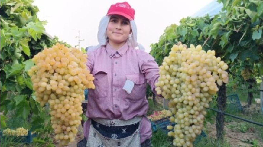 What Does It Mean to See Grapes in a Dream? Detailed Interpretations from Ancient Sources