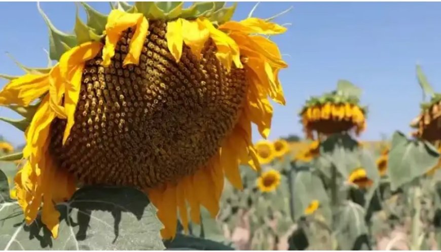 The Meaning of Seeing Sunflowers in a Dream