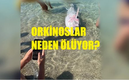 Ege Kıyılarında Yüzlerce Orkinosun Ölümünün Altındaki Tehlike