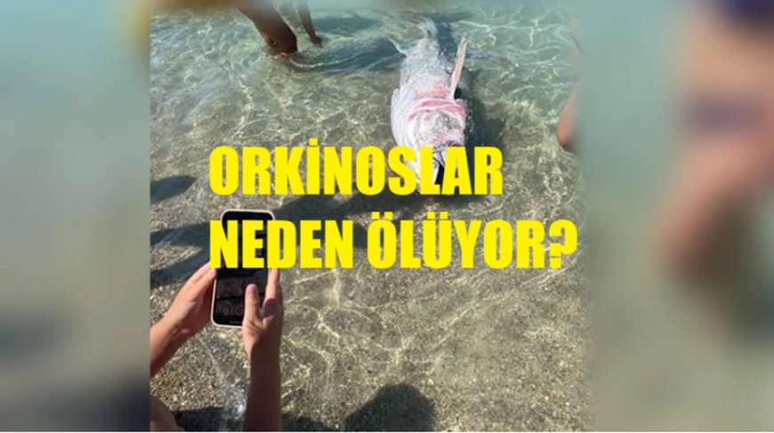 Ege Kıyılarında Yüzlerce Orkinosun Ölümünün Altındaki Tehlike