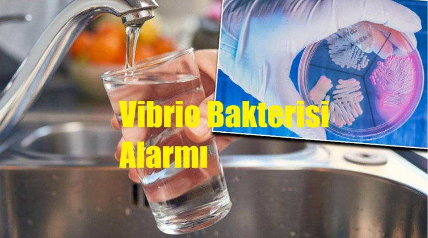 Marmara ve Ege Denizi’nde Vibrio Bakterisi Alarmı