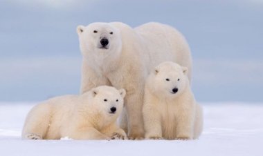 Trump, Alaska'da koruma altındaki bölgelerde petrol sondajına izin verecek