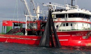 Tek seferde 30 ton sardalya avladılar