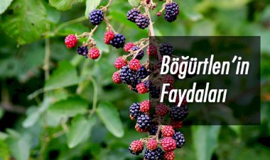 Böğürtlenin faydaları nelerdir?