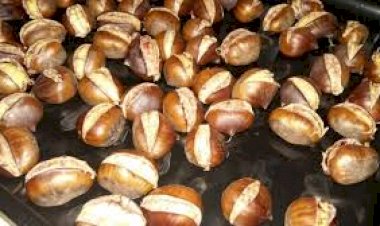 Kestane gribe karşı koruyor