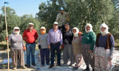 Zeytin kendini ancak kurtarıyor