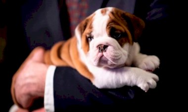 Köpeklerin yaşını hesaplamak için yeni formül