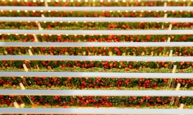Çölde 1 günde 1 ton domates yetiştirecekler