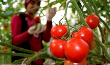 TIR’lar kapıda, sektör endişe içinde bekliyor