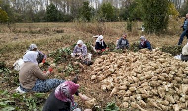 “Şeker pancarından elde edilen etanol alkol, Covid-19’a karşı koruma sağlıyor”