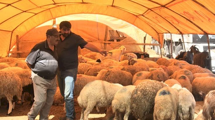 Kurbanın maliyeti arttı satıcılar dertli: Götürüp ahıra geri koyacağım