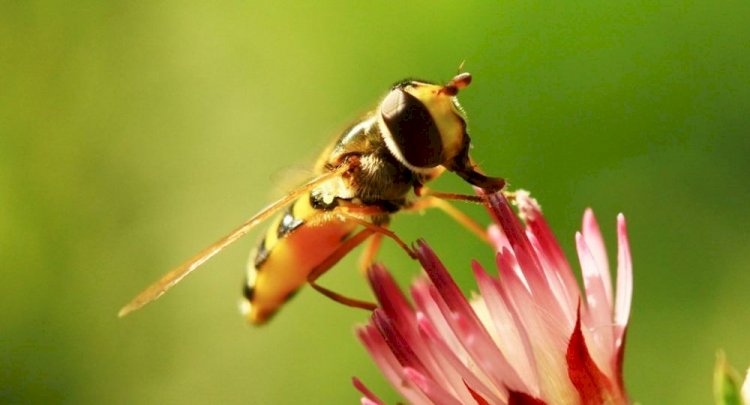 Brezilya'da son 3 ayda 500 milyondan fazla arı öldü: Sebebi 'zehir paketi'