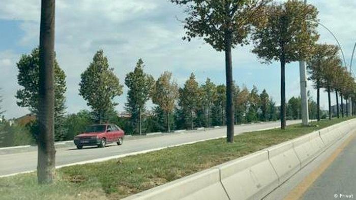 Türkiye’nin ithal ağaca ihtiyacı var mı?
