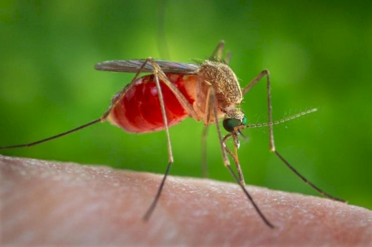 Bilim insanları sivrisinek ısırıklarını önleyecek kıyafet geliştiriyor