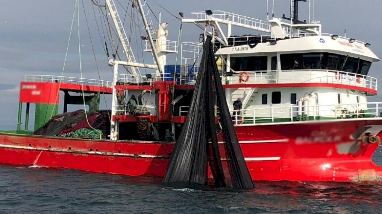 Tek seferde 30 ton sardalya avladılar