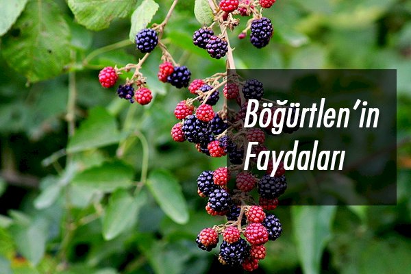 Böğürtlenin faydaları nelerdir?