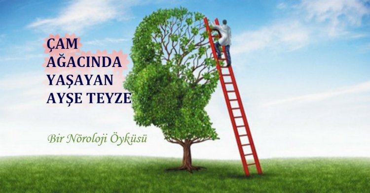 Çam Ağacında Yaşayan Ayşe Teyze