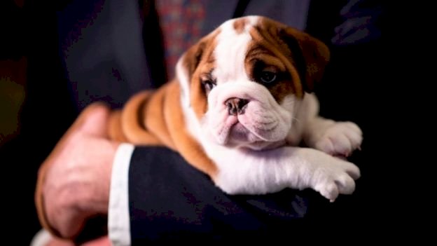 Köpeklerin yaşını hesaplamak için yeni formül