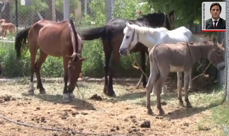 Sudan’dan at eti gelecek