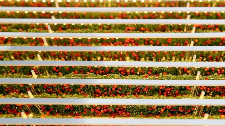 Çölde 1 günde 1 ton domates yetiştirecekler