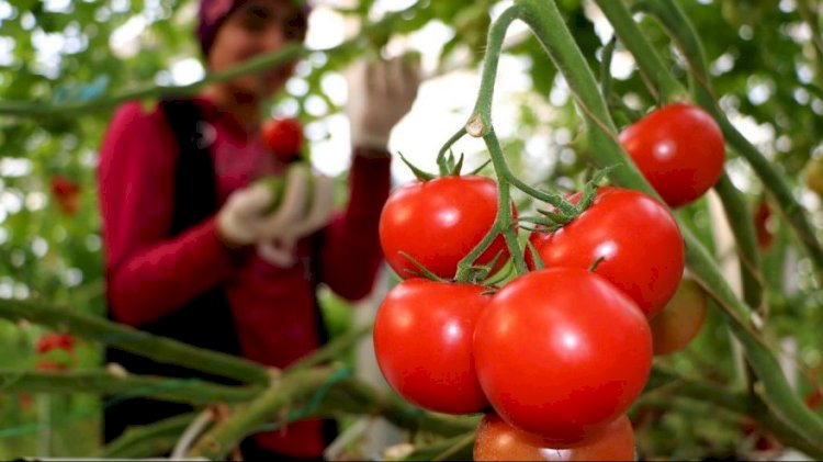 TIR’lar kapıda, sektör endişe içinde bekliyor