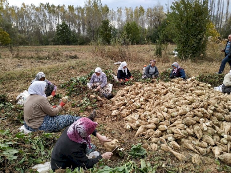 “Şeker pancarından elde edilen etanol alkol, Covid-19’a karşı koruma sağlıyor”