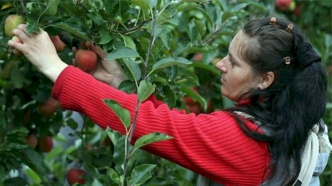 İngiltere'de sebze ve meyve toplayacak Doğu Avrupalı işçiler için özel uçuşlar düzenleniyor