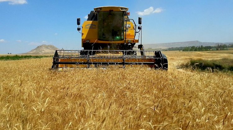 Uzmanlar Ukrayna’da 2020’de tahıl veriminde düşüş bekliyor